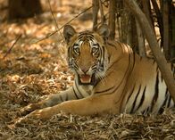 Wildes Indien – Tadoba-Nationalpark, Maharashtra, Indien: Ein Tiger ruht sich im Schatten auf getrocknetem Laub aus.