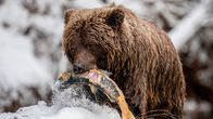 Wildes Kanada – Ein Grizzlybär hat einen Ketalachs erbeutet.