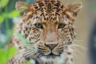 Nashorn, Zebra & Co. – Der chinesische Leopard heißt Julius.