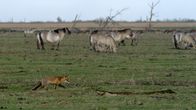 Terra Mater – Zwischen den Wildpferden schleicht der Fuchs hin und her