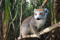 Unbekanntes Madagaskar – Rotstirnmakis sind enge Verwandte der Kattas. Auch sie leben in kleinen Familienverbänden.