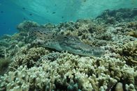 Big Pacific – Im Kimbe Bay von Papua-Neuguinea leben viele Salzwasserkrokodile.