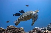 Wilde Trauminseln – Unterwasser-Wellness: Eine Schildkröte wird von Doktorfischen geputzt und so von Parasiten und Aufwuchs befreit.