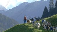 Schweizer Flussgeschichten – Trecking mit Packziegen.