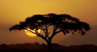Tierisch alt! – Vor einer beeindruckenden, in 4K-Aufnahmen gefilmten Naturkulisse - von der afrikanischen Savanne bis zu den Seychellen - erklären renommierte Forscher wie Cynthia Moss oder Jeanne Altmann ihre jüngsten Erkenntnisse.