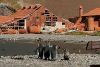 DOK – Die verlassende Walfangstation Stromness in der Stromness Bay an der nordküste Südgeorgiens mit Königspinguinen und Seebär.