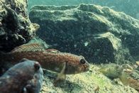 Netz Natur – Invasion Die Schwarzmundgrundel breitet sich im Rhein bei Basel rasant aus. Rheinabwärts ist ihr Bestand inzwischen stabil oder leicht rückläufig.