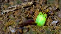 Wunder der Wissenschaft – Glühende Lichter mitten im Amazonas - mit der Entdeckung einer unbekannten Käferart stoßen Insektologen auf ein neues Rätsel.