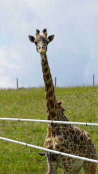 Zoogeflüster – Nachdem das Giraffenkalb gesäugt wurde, ist es Zeit für Lulu, die stolze neue Mama, und ihr Baby, sich auszuruhen. (National Geographic/Nathan Burge)
