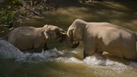 Chinas wildes Tierreich – Die Mutter stößt ein junges Männchen weg. (ZED)