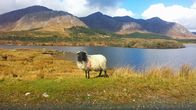 mareTV – Connemara