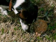 Tierische Freaks – Dobby, a loyal Australian crossbreed, finds the cane toad to be the perfect psychedelic treat. The more bufotenin, the cane toads powerful alkaloid posion, the deeper she sinks into a trance.