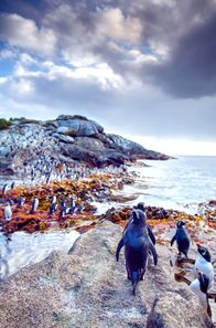 Wildes Neuseeland – Sauberkeit geht vor: Bevor die Snarespinguine auf Fischzug gehen, reinigen sie penibel ihr Gefieder.