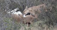 Die Fährte der Pumas – Torres Del Paine, Chile - Puma-Mutter und Jungtier teilen sich den Kadaver eines Guanakos.