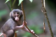 Wildes Japan - Land der tausend Inseln – Babymakak, Yakushima