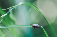 Parasiten packen aus – Eine Graszecke: Mit Raffinesse täuschen sie andere Lebewesen und nutzen sie für ihr eigenes Überleben.