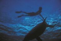 Flipper – Flipper (1963)