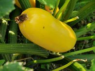 Querbeet – Sabrina Nitsche legt im Querbeet-Garten die Gemüsebeete an. Bald können auch frostempfindliche Gewächse nach draußen.