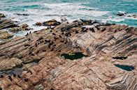 Mit dem Zug ... – Kaikoura an der Ostküste der Südinsel: ein fruchtbares Erdbebengebiet mit Kolonien von Seelöwen