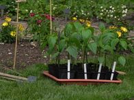 Querbeet Classix – In der heutigen Sendung gibt es hilfreiche Tipps zum Paprika-Anbau im eigenen Garten.