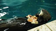 Das Atlanta-Aquarium – Sea Otter