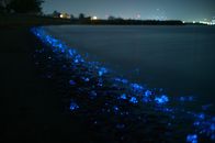Big Pacific – An der Toyama Bucht in Japan tauchen oft Leuchtkalmare auf, die den Strand mit ihrer Biolumineszenz zum Leuchten bringen.