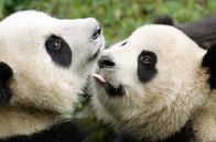 Der Große Panda – Mit rund drei Jahren sollte der Panda-Nachwuchs langsam selbständig werden, doch der Halbwüchsige weicht seiner Mutter kaum von der Seite.