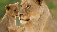 Cecil - Die Legende eines Königs – Cecils Schicksal hat die Notlage der Löwen auf der ganzen Welt bekannt gemacht. Vielleicht führt seine Geschichte dazu, sich mehr für den Schutz der bedrohten Raubkatzen einzusetzen. Das ist Cecils Vermächtnis. - Löwin mit Jungtier