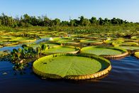 Terra X: Unser grüner Planet – Die Blätter der Riesenseerose können einen Durchmesser von mehr als zwei Metern erreichen.