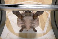 Athleticus – Die gewichthebende Schildkröte im Einsatz.