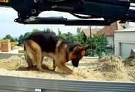 Kommissar Rex – Rex setzt seine Spürnase ein und "durchsucht" einen LKW nach belastendem Material.