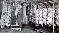 Unsere Geschichte – Arbeiter hängen Bananen in einer Reifekammer auf. Bis Mitte der 60er Jahre wurden Bananen in Stauden - nicht in Kartons - transportiert.