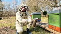 Die Tricks ... – Gut geschützt geht Jo Hiller auf Tuchfühlung mit den Bienen.