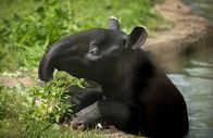 Zoo und so - Tierisch wild! – Fr, 19.08., 00:50 Uhr