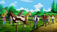 Bibi und Tina – Drei der vier Paint Horses sind sicher im Gatter auf dem Mühlenhof.