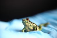 Terra X: Unsere Erde – "Sad Santiago" nennt der Froschexperte Jaime Culebras diesen winzigen Morona-Santiago-Stummelfußfrosch. Traurig ist der kleine Hüpfer mit einem Namen länger als er selbst, weil er sein ganzes Leben lang als der Letzte seiner Art galt. Wenn es Jaime nicht gelingt, ein Weibchen zu finden, wird diese Spezies mit Santiagos Tod aussterben.