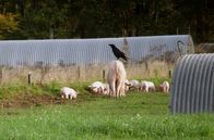 Gefährliche Raben - Schützen oder abschießen? – Ein Rabe sitzt auf einer Muttersau. Schweinezüchter berichten von Ferkel-Verlusten durch Raben.
