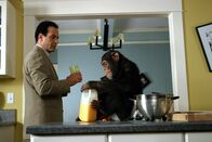 Monk – Es dauert, bis Adrian Monk (Tony Shalhoub, l.) mit seinem neuen Mitbewohner, einem Schimpansen, klarkommt ...
