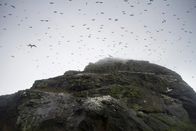 Wilde Inseln – Die 60 Millionen Jahre alte Insel ist heute nur noch Brutplatz für Basstölpel.
