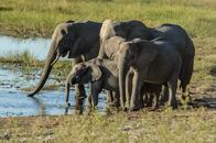 Die Riesen an Afrikas Flüssen – Eine Herde afrikanischer Elefanten trinkt an einer Wasserstelle. (