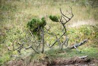 Mysteriöse Inseln – Im wilden Nordatlantik, vor der Ostküste von Nova Scotia, liegt ein 40 Kilometer langer Streifen einer Sandbank namens Sable Island. Diese winzige Insel und die sie umgebenden Gewässer sind als „Friedhof des Nordatlantiks“ bekannt und haben seit Ende des 15. Jahrhunderts mehr als 350 Schiffe versenkt. An der trostlosen Küste wurden seit den 1990er Jahren mehr als 4000 tote Robben an Land gefunden. (Kredit: Sandy Sharkey)