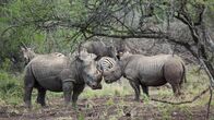 Wildes Südafrika – Das Breitmaulnashorn ist eines der größten Landsäugetiere und das größte aller heute lebenden Nashornarten. Weitere Fotos erhalten Sie auf Anfrage.