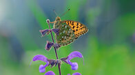 Wunderwelt Schweiz – Schmetterling