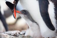 Expeditionen: Helden der Evolution – Eselspinguin mit Jungtier.