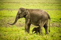 Brahmaputra - Der große Fluss vom Himalaja – Elephantenfamilie im Kaziranga National Park in Assam, Indien.
