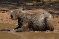 Wilde Inseln – Das Wasserschwein gönnt sich ein bisschen Sonne – lauert Gefahr, taucht es einfach ab.