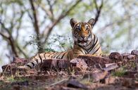 Kampf der Tiger – Sawai Madhopur, Rajasthan, India - Bijli, the dominant daughter from Krishna's second litter is seen relaxing after a fight with her sister.