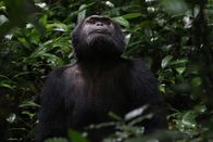 Primaten – Schimpansen (Pan troglodytes) sind unsere engsten Verwandten, produktive Werkzeugnutzer und haben eine Geheimsprache, die wir gerade erst anfangen zu verstehen.